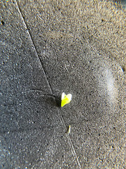 Cardamine oligosperma