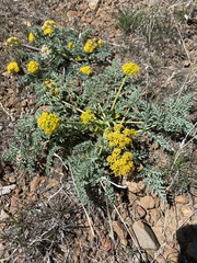 Cymopterus glaucus