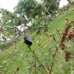 Xylocopa frontalis