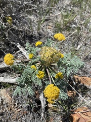 Cymopterus glaucus