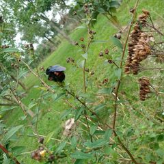 Xylocopa frontalis