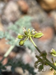 Cymopterus glaucus
