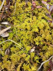 Sphagnum tenellum
