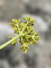 Cymopterus glaucus