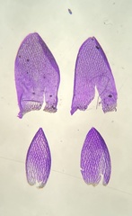 Sphagnum tenellum
