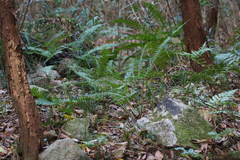 Polystichum tripteron