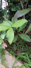 Costus spiralis spiralis