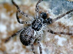 Philodromus dispar