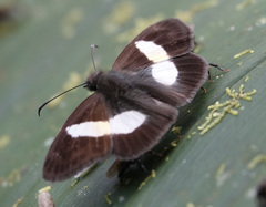 Potamanaxas tschotky