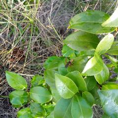 Polistes cinerascens