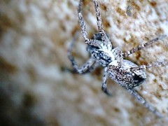 Philodromus dispar