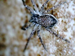 Philodromus dispar