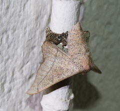 Cicinnus melsheimeri