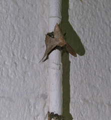 Cicinnus melsheimeri