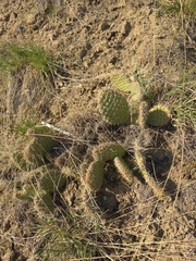 Opuntia polyacantha