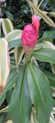 Costus spiralis spiralis
