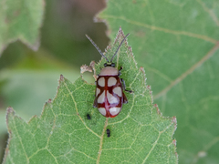 Omophoita magniguttis