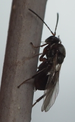 Callirhytis elliptica