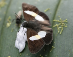 Potamanaxas tschotky