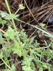Galium virgatum