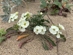 Erysimum concinnum