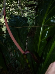 Anthurium caucavallense