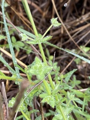 Galium virgatum