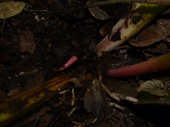 Anthurium caucavallense