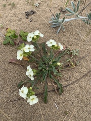 Erysimum concinnum