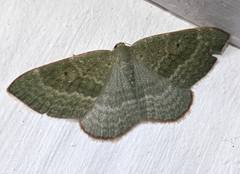 Poecilasthena euphylla