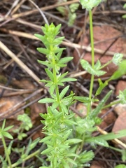 Galium virgatum