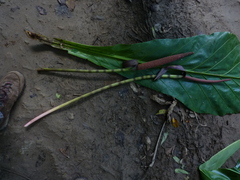 Anthurium caucavallense