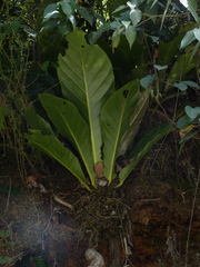 Anthurium caucavallense