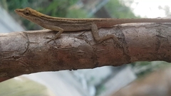 Anolis wellbornae