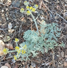 Lomatium mohavense