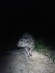 Coendou longicaudatus