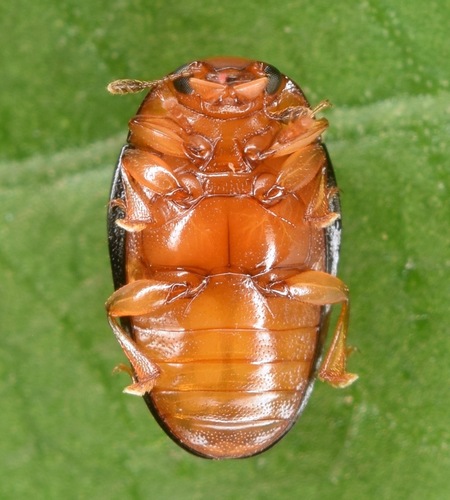 Two-spotted Pleasing Fungus Beetle photo 3