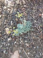 Lomatium mohavense