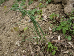 Allium