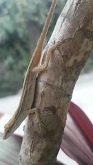 Anolis wellbornae