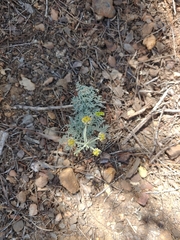 Lomatium mohavense