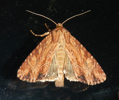 Apamea lignicolora