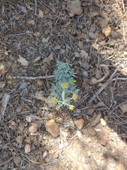 Lomatium mohavense