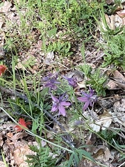 Delphinium trolliifolium