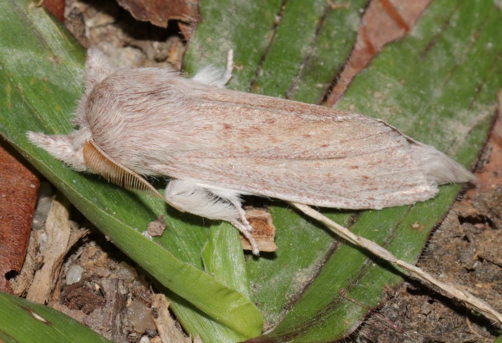 Turnaca