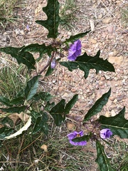 Solanum cinereum