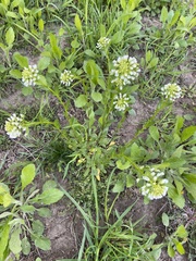 Thlaspi arvense