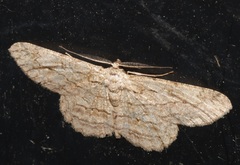 Hypomecis transcissa