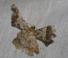 Krananda oliveomarginata