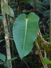 Philodendron patriciae